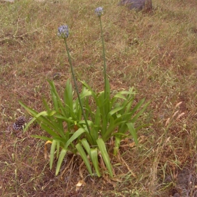 Agapanthus praecox subsp. orientalis (Agapanthus) at Isaacs Ridge and Nearby - 20 Dec 2015 by Mike