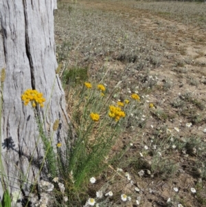 Chrysocephalum semipapposum at Nicholls, ACT - 12 Dec 2015