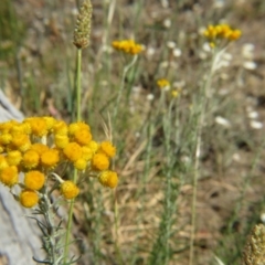 Chrysocephalum semipapposum at Nicholls, ACT - 12 Dec 2015