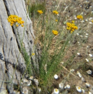 Chrysocephalum semipapposum at Nicholls, ACT - 12 Dec 2015