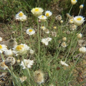 Leucochrysum albicans subsp. tricolor at Nicholls, ACT - 28 Nov 2015 01:56 PM