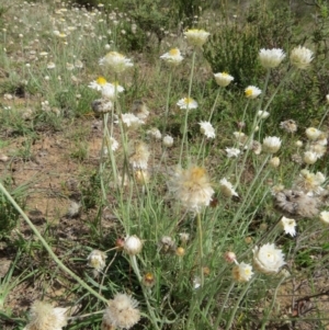 Leucochrysum albicans subsp. tricolor at Nicholls, ACT - 28 Nov 2015