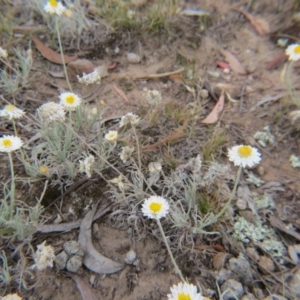 Leucochrysum albicans subsp. tricolor at Nicholls, ACT - 28 Nov 2015