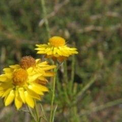 Xerochrysum viscosum (Sticky Everlasting) at Nicholls, ACT - 28 Nov 2015 by gavinlongmuir