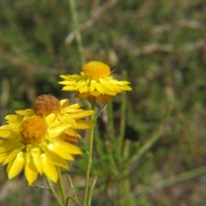 Xerochrysum viscosum at Nicholls, ACT - 28 Nov 2015