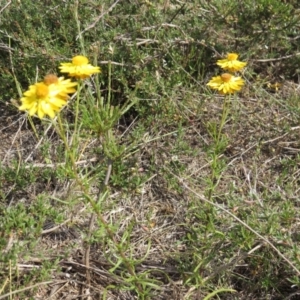 Xerochrysum viscosum at Nicholls, ACT - 28 Nov 2015