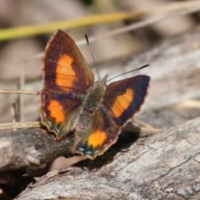 Paralucia aurifera (Bright Copper) at Tidbinbilla Nature Reserve - 1 Nov 2015 by SuziBond