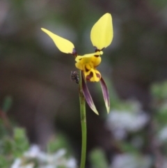 Diuris sulphurea (Tiger Orchid) at Paddys River, ACT - 2 Nov 2015 by SuziBond