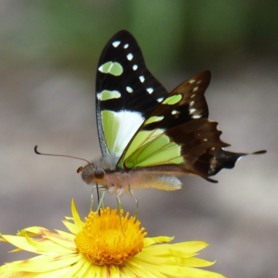 Graphium macleayanum (Macleay's Swallowtail) at ANBG - 16 Feb 2013 by SuziBond