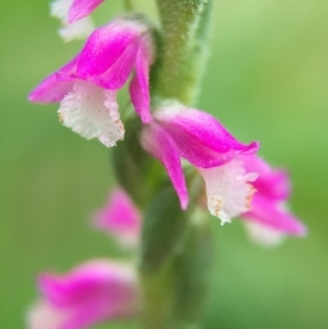 Spiranthes australis at Fadden, ACT - suppressed