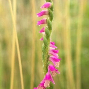 Spiranthes australis at Fadden, ACT - 2 Jan 2016