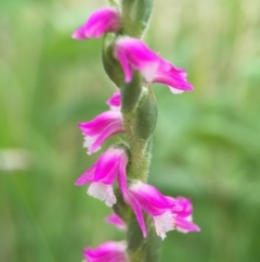 Spiranthes australis at Fadden, ACT - 2 Jan 2016