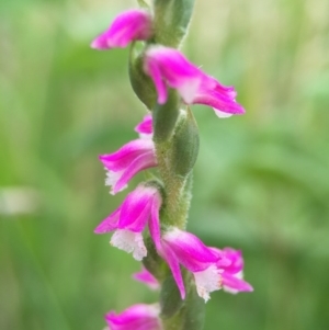 Spiranthes australis at Fadden, ACT - 2 Jan 2016