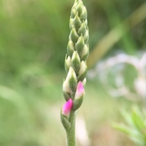 Spiranthes australis at Fadden, ACT - 2 Jan 2016