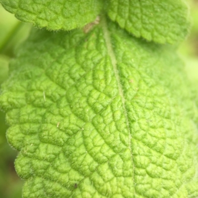 Mentha suaveolens (Apple Mint) at Fadden Hills Pond - 2 Jan 2016 by AaronClausen