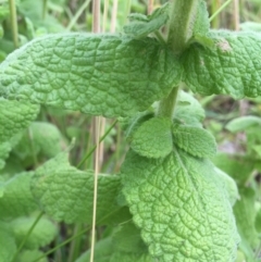 Mentha suaveolens at Fadden, ACT - 2 Jan 2016