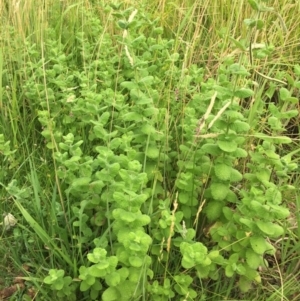 Mentha suaveolens at Fadden, ACT - 2 Jan 2016