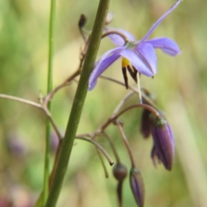 Dianella revoluta var. revoluta at Nicholls, ACT - 28 Nov 2015