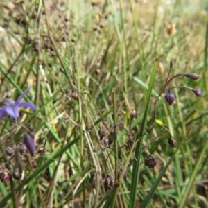 Dianella revoluta var. revoluta at Nicholls, ACT - 28 Nov 2015