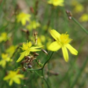 Tricoryne elatior at Nicholls, ACT - 28 Nov 2015