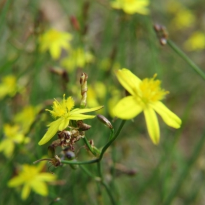 Tricoryne elatior (Yellow Rush Lily) at Nicholls, ACT - 28 Nov 2015 by gavinlongmuir