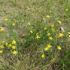 Tricoryne elatior at Nicholls, ACT - 28 Nov 2015