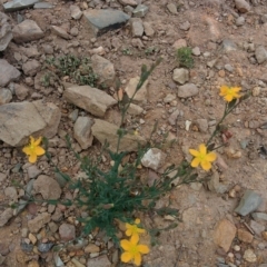 Hypericum gramineum (Small St Johns Wort) at QPRC LGA - 1 Jan 2016 by Talie