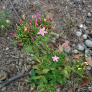 Centaurium erythraea at Sutton, NSW - 2 Jan 2016