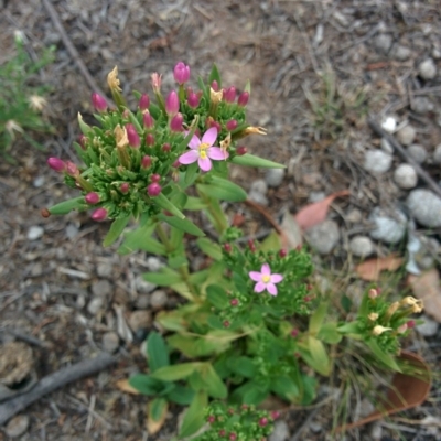 Centaurium erythraea (Common Centaury) at Sutton, NSW - 2 Jan 2016 by Talie