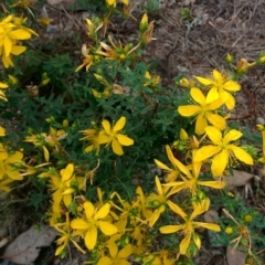 Hypericum perforatum (St John's Wort) at Sutton, NSW - 2 Jan 2016 by Talie