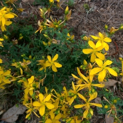 Hypericum perforatum (St John's Wort) at Sutton, NSW - 2 Jan 2016 by Talie