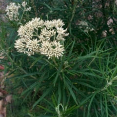 Cassinia longifolia (Shiny Cassinia, Cauliflower Bush) at Sutton, NSW - 1 Jan 2016 by Talie