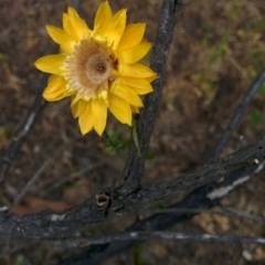 Xerochrysum viscosum (Sticky Everlasting) at Sutton, NSW - 2 Jan 2016 by Talie