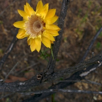 Xerochrysum viscosum (Sticky Everlasting) at Sutton, NSW - 2 Jan 2016 by Talie