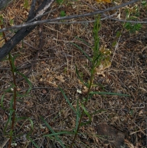 Xerochrysum viscosum at Sutton, NSW - 2 Jan 2016