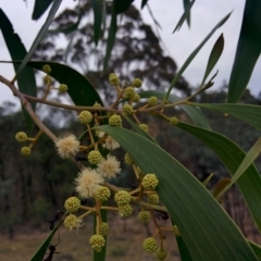 Acacia implexa (Hickory Wattle, Lightwood) at QPRC LGA - 1 Jan 2016 by Talie