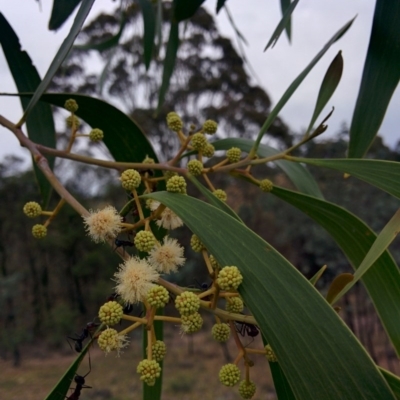 Acacia implexa (Hickory Wattle, Lightwood) at Sutton, NSW - 1 Jan 2016 by Talie