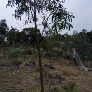 Acacia implexa at Sutton, NSW - 2 Jan 2016