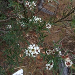 Kunzea ericoides at Sutton, NSW - 2 Jan 2016 09:16 AM