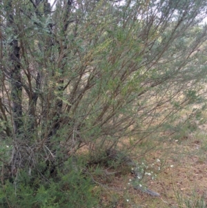 Kunzea ericoides at Sutton, NSW - 2 Jan 2016 09:16 AM