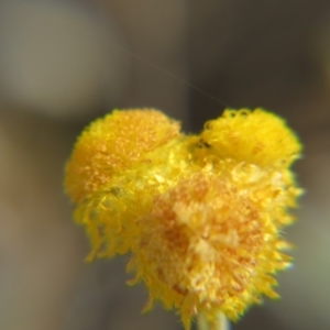 Chrysocephalum apiculatum at Nicholls, ACT - 28 Nov 2015