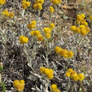 Chrysocephalum apiculatum at Nicholls, ACT - 28 Nov 2015