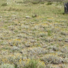 Chrysocephalum apiculatum at Nicholls, ACT - 28 Nov 2015