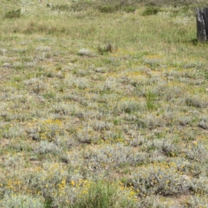 Chrysocephalum apiculatum at Nicholls, ACT - 28 Nov 2015