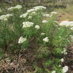 Cassinia longifolia (Shiny Cassinia, Cauliflower Bush) at Nicholls, ACT - 28 Nov 2015 by gavinlongmuir