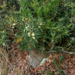 Melichrus urceolatus (Urn Heath) at Wamboin, NSW - 1 Jan 2016 by Talie