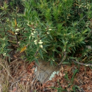 Melichrus urceolatus at Wamboin, NSW - 2 Jan 2016