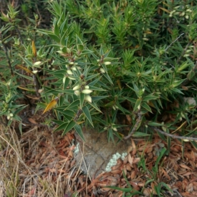 Melichrus urceolatus (Urn Heath) at Wamboin, NSW - 1 Jan 2016 by Talie