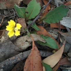 Goodenia hederacea (Ivy Goodenia) at QPRC LGA - 2 Jan 2016 by Talie