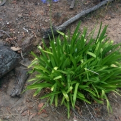 Agapanthus praecox subsp. orientalis (Agapanthus) at QPRC LGA - 2 Jan 2016 by Talie